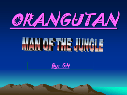 ORANGUTAN MAN OF THE JUNGLE By: GN