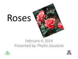 Roses - The University of Arizona Extension