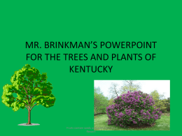 mr. brinkman`s powerpoint for the trees and plants of kentucky