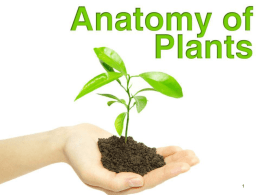 Plant Anatomy - Clear Falls FFA