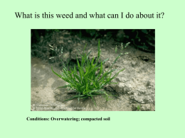 Weeds Activity