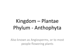 Notes - An in depth look at Anthophytes