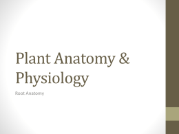 Plant Physiology - Dover High School