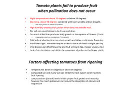 Tomato plants fail to produce fruit when pollination does not occur