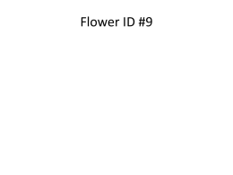 Flower ID #9
