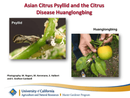 The Asian Citrus Psyllid and the Citrus Disease Huanglongbing