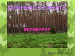 coniferous forests - GeographyinActionSHSS