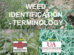 Weed ID Glossary PPT - Weed Identification and Control Databases