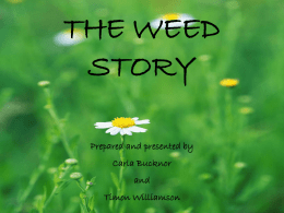 THE WEED STORY