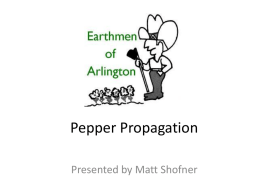 Pepper Propagation