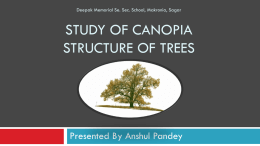 Study of Canopia structure of trees