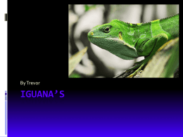 Iguana`sx - hedges12