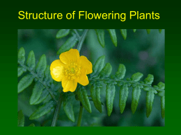 Plants - structure - Spanish Point Biology