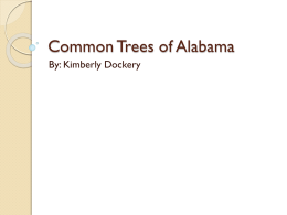 Common Trees of Alabama