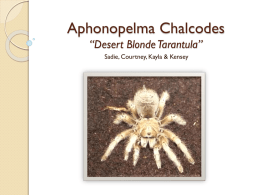 Aphonopelma Chalcodes *Desert Blonde Tarantula*