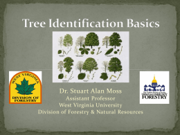 Tree ID Basics Presentation