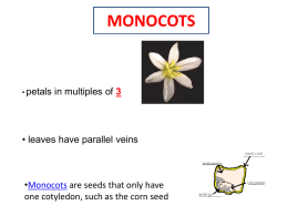 Monocots - davis.k12.ut.us