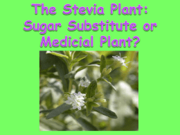 The Stevia Plant