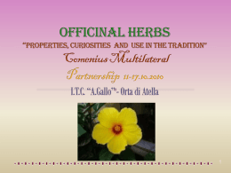 Lime- flowers - Programma LLP