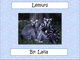 Animal Facts Description The ring-tailed lemur`s colors are usually