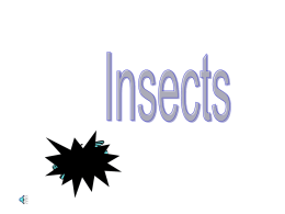 Insects revisedx