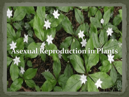 Asexual Reproduction in Plants