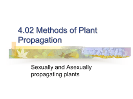 4.02 Plant Propagation