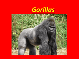 gorilla - Sir John Lillie Primary School`s Blog