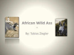 African wild ass