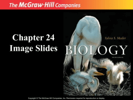 chapter 23 powerpoint