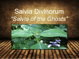 Salvia Divinorum *Salvia of the Ghosts