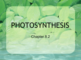 photosynthesis - Biology-RHS