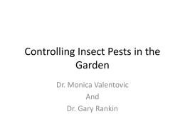 Controlling Insects in the Rose Garden for 2010 (Needs MS