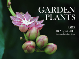 25-8-11 Garden plants