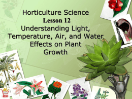 How does light affect plants?