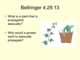 PlantPropagation website