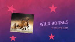 Wild horses - Mrs. Lamb`s Room
