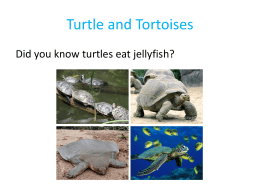 Turtle and Tortoises - Mrs. Epstein`s Webpage