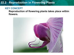 22.2 Reproduction in Flowering Plants