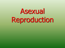 Asexual Reproduction - Mrs. Primatesta