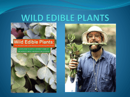 wild edible plants