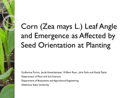 Leaf Angle and Emergence as Affected by Seed Orientation at
