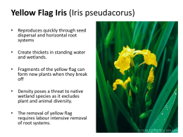 Invasive plant powerpoint presentation