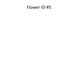Flower ID #5