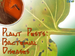 plant bacterial and fungal diseasesx