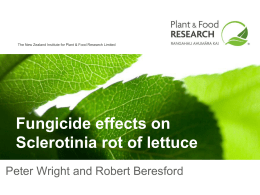 Fungicide effects on Sclerotinia rot of lettuce