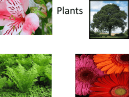 Plantsx