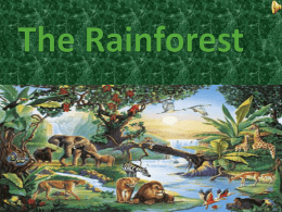 The Rainforest - Ms Sheehan`s Website