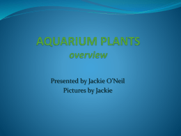 Jackie`s Plant Presentationx