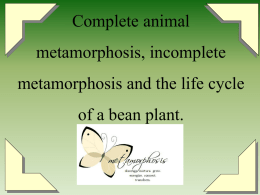 Complete animal metamorphosis, incomplete metamorphosis and